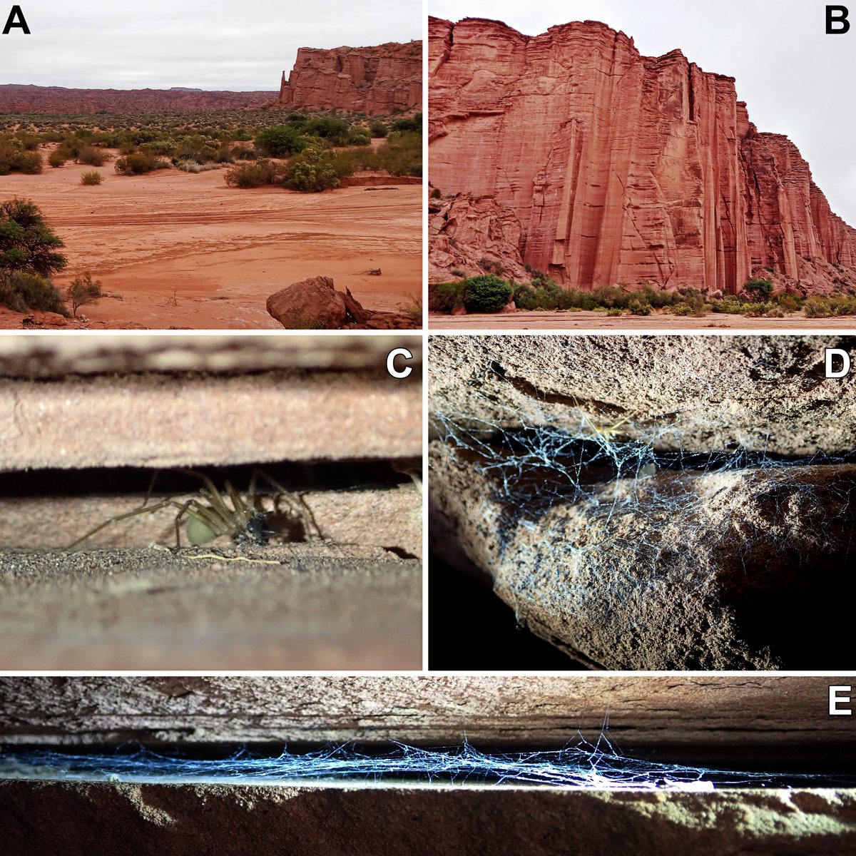Loxosceles galianoa, una nueva especie de araña del noroeste árido argentino. Bautizada en honor a María Elena Galiano, es pariente cercana de L. laeta, pero vive en ambientes naturales. En el artículo, también discutimos la evolución de la genitalia femenina en Loxosceles.