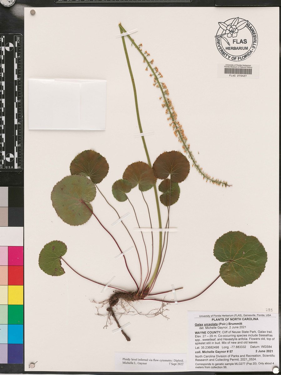 Florida Museum (@floridamuseum) on Twitter photo A new study shows that an unassuming plant has some very unusual family dynamics. 🧬🌱
Story: floridamuseum.ufl.edu/science/a-plan…
Study: journals.uchicago.edu/doi/10.1086/73…
<a href="/ShellyGaynor/">Shelly Gaynor</a> <a href="/NKortessis/">Nicholas Kortessis</a> <a href="/soltislab/">Soltis Lab @UF</a> A new study shows that an unassuming plant has some very unusual family dynamics. 🧬🌱
Story: floridamuseum.ufl.edu/science/a-plan…
Study: journals.uchicago.edu/doi/10.1086/73…
<a href="/ShellyGaynor/">Shelly Gaynor</a> <a href="/NKortessis/">Nicholas Kortessis</a> <a href="/soltislab/">Soltis Lab @UF</a>