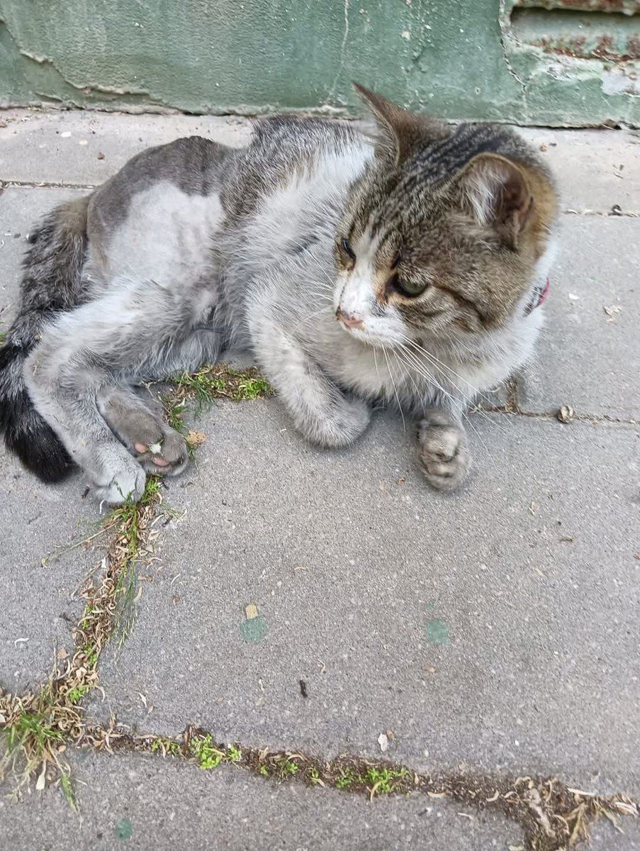 Parque alcosa, Sevilla...tiene collar me pasan la foto para q df haber si alguien la puede ayudar 628631017 Delia