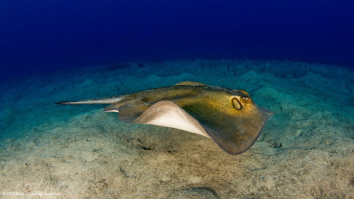Just gliding by 🌊

We encountered this graceful stingray during an Oceana expedition off the coast of Spain back in 2009. A beautiful reminder of the diverse marine life that thrives in our oceans!

Learn more about Oceana's on-the-water expeditions: oceana.ly/4dFV9g6
