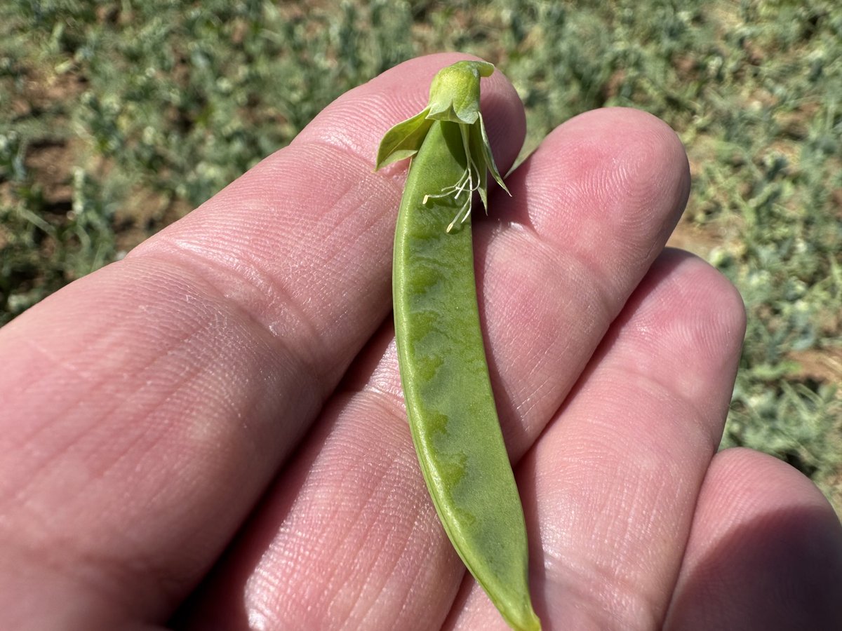 Let the peas 🫛 fill the pods!! ⁦<a href="/YesPeas/">Yes Peas!</a>⁩ ⁦<a href="/BritishGrowers/">British Growers</a>⁩ ⁦<a href="/woldengineering/">WOLD ENGINEERING</a>⁩ 🫛🫛🫛🫛
