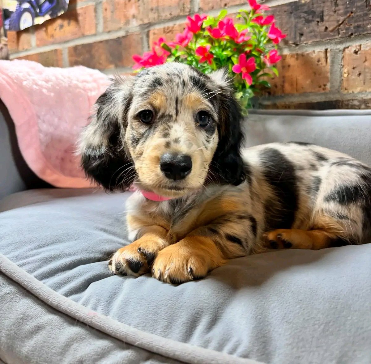 Wildflowerpups's tweet photo. 8 weeks old for these dreamy babies😍 all have families anxiously waiting🥰❤️ #minidachshund #dachshund #dachshundpuppies #puppylove #dapple #dappledachshunds #longhairdachshund https://t.co/BgyTNjsNyM