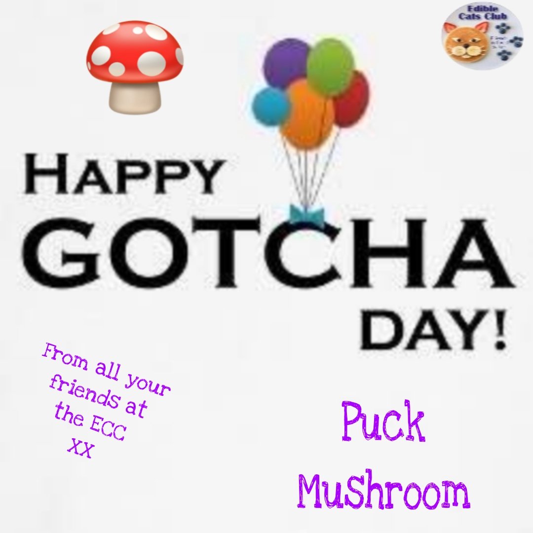 Postman Pappy’& Postman Panfur’s ECC Cards (@eccpostmanpappy) on Twitter photo *Postman Panfur comes in to the PO*
HAPPY GOTCHA DAY TO PUCK MUSHROOM AND SYLVESTER SESAME SEED! HAVE A pawsome day! 🎂🥂😺❤️ <a href="/Merlin80643296/">Merlin🌈&Freyja & Sylvester & Puck</a> <a href="/EdibleCatsClub/">EdibleCatsClub</a> *Postman Panfur comes in to the PO*
HAPPY GOTCHA DAY TO PUCK MUSHROOM AND SYLVESTER SESAME SEED! HAVE A pawsome day! 🎂🥂😺❤️ <a href="/Merlin80643296/">Merlin🌈&Freyja & Sylvester & Puck</a> <a href="/EdibleCatsClub/">EdibleCatsClub</a>