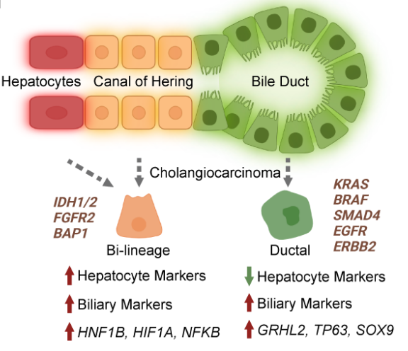 Elizabeth McKenna (@elizsmckenna) on Twitter photo Now online in <a href="/CD_AACR/">Cancer Discovery</a>: Generation of a Biliary Tract Cancer Cell Line Atlas Identifies Molecular Subtypes and Therapeutic Targets - by <a href="/Vindhya_Vijay/">Vindhya Vijay</a>, Negin Karisani,<a href="/getz_lab/">Gad Getz Laboratory</a>, Nabeel Bardeesy, and colleagues doi.org/10.1158/2159-8… <a href="/MGHCancerCenter/">Mass General Cancer Center</a> <a href="/broadinstitute/">Broad Institute</a> Now online in <a href="/CD_AACR/">Cancer Discovery</a>: Generation of a Biliary Tract Cancer Cell Line Atlas Identifies Molecular Subtypes and Therapeutic Targets - by <a href="/Vindhya_Vijay/">Vindhya Vijay</a>, Negin Karisani,<a href="/getz_lab/">Gad Getz Laboratory</a>, Nabeel Bardeesy, and colleagues doi.org/10.1158/2159-8… <a href="/MGHCancerCenter/">Mass General Cancer Center</a> <a href="/broadinstitute/">Broad Institute</a>