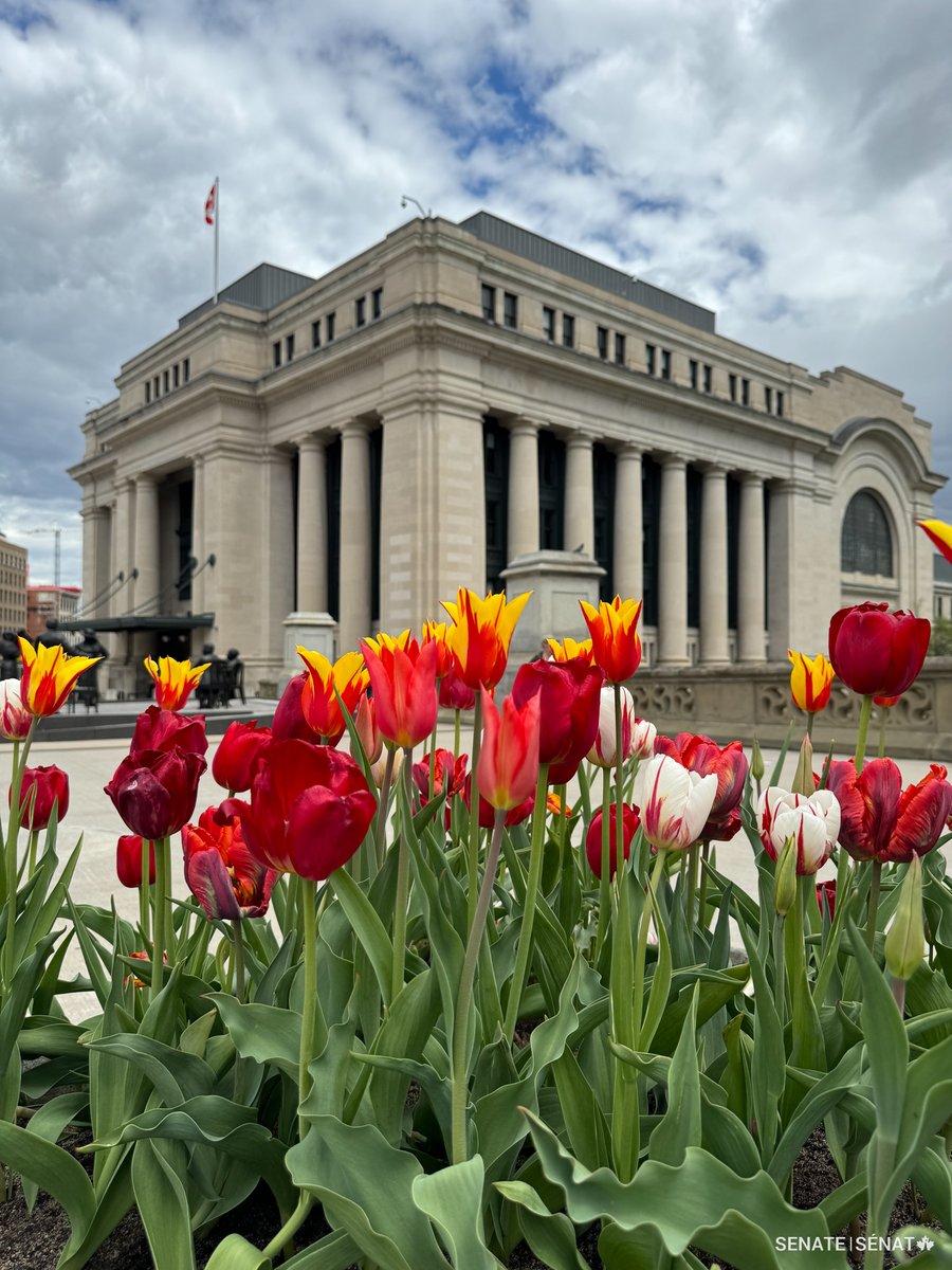 Senate of Canada (@senateca) on Twitter photo The <a href="/CdnTulipfest/">Canadian Tulip Festival</a> is in full bloom until May 19! 🌷
From late April through May, nearly one million tulips bloom across the National Capital Region – including right outside the Senate’s temporary home, Ottawa’s former central train station.
Take a stroll to enjoy the The <a href="/CdnTulipfest/">Canadian Tulip Festival</a> is in full bloom until May 19! 🌷
From late April through May, nearly one million tulips bloom across the National Capital Region – including right outside the Senate’s temporary home, Ottawa’s former central train station.
Take a stroll to enjoy the