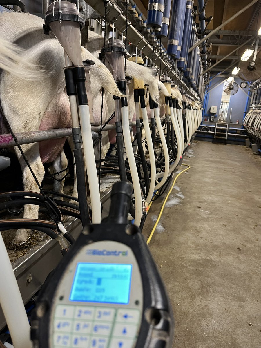 Meten is weten 🐐🥛✍️ #melkcontrole