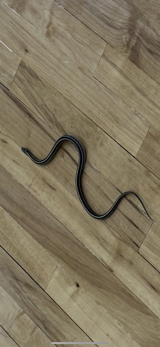 A Standard Administrative Contract has a line item written as: Duties as assigned. 

Today’s duty as assigned: Snake Removal
