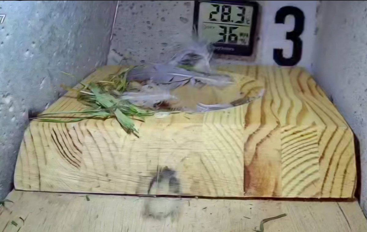 MarkSmyth1960's tweet image. The temperature in a swift box at 19.40
#apusapus #commonswift #actionforswifts #swiftconservation #saveourswifts @BBCSpringwatch #northernirelandswifts