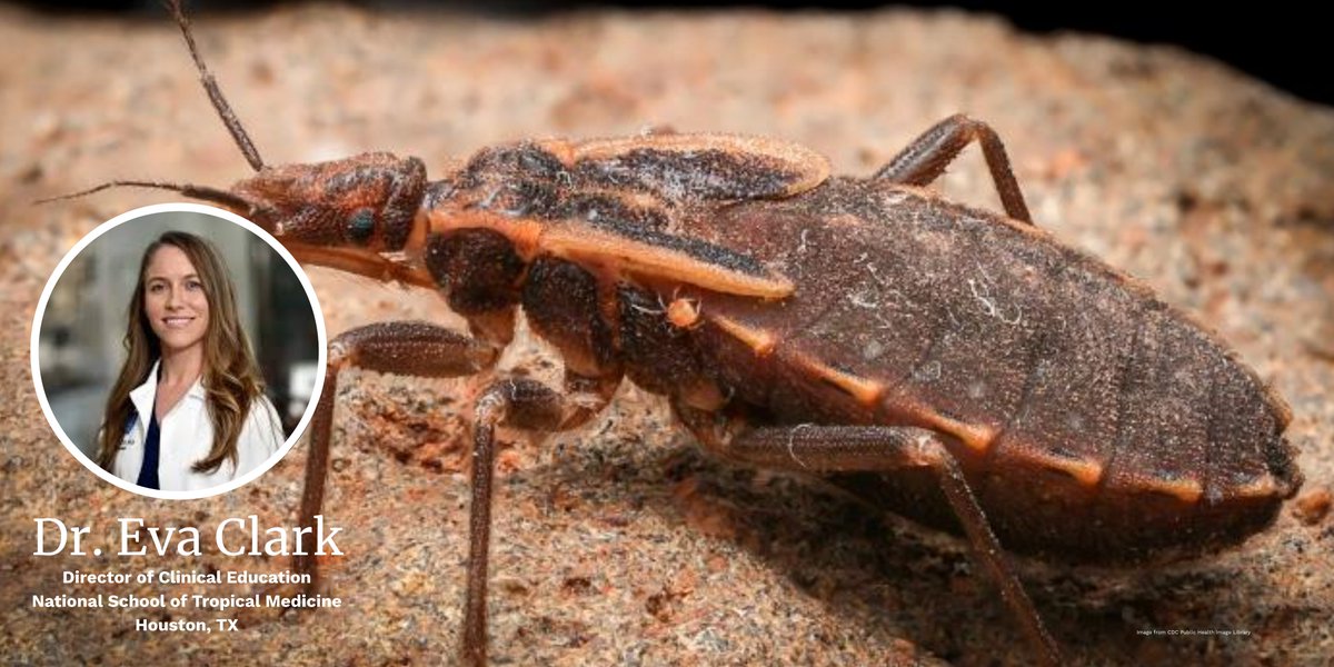 BCM Clinician Resources (@bcmcme) on Twitter photo Expert <a href="/EvaClarkMD/">Eva Clark</a> discusses consequences of the kissing bug.
Learn more from the Chagas disease expert: bit.ly/3GGK4kt
<a href="/BCMDeptMedicine/">BCM Department of Medicine</a> <a href="/DNDi/">Drugs for Neglected Diseases initiative</a> <a href="/ASTMH/">ASTMH</a> <a href="/BCM_TropMed/">BCM_TropMed</a> <a href="/Women_in_ID/">Women In Infectious Diseases (WIID)</a> <a href="/WiParasitology/">Women In Parasitology</a> <a href="/JillWeather/">Jill Weatherhead, MD, PhD</a> <a href="/mebottazzi/">Maria Elena Bottazzi</a> Expert <a href="/EvaClarkMD/">Eva Clark</a> discusses consequences of the kissing bug.
Learn more from the Chagas disease expert: bit.ly/3GGK4kt
<a href="/BCMDeptMedicine/">BCM Department of Medicine</a> <a href="/DNDi/">Drugs for Neglected Diseases initiative</a> <a href="/ASTMH/">ASTMH</a> <a href="/BCM_TropMed/">BCM_TropMed</a> <a href="/Women_in_ID/">Women In Infectious Diseases (WIID)</a> <a href="/WiParasitology/">Women In Parasitology</a> <a href="/JillWeather/">Jill Weatherhead, MD, PhD</a> <a href="/mebottazzi/">Maria Elena Bottazzi</a>