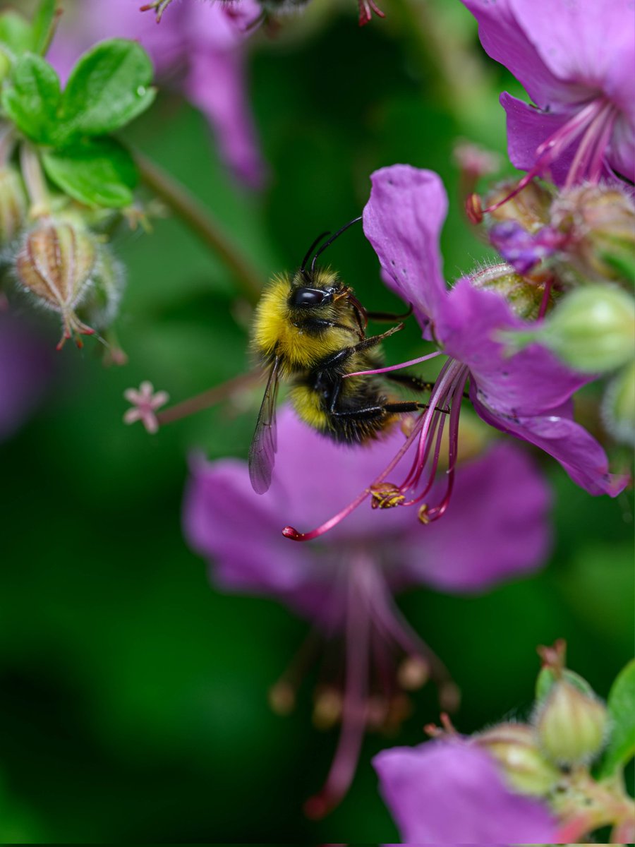 Colours of nature #Togtweeter #ThePhotoHour #snapyourworld #insects #flies #pollinators #flowers #plants #NaturePhotography #bee #hoverfly #bumblebee