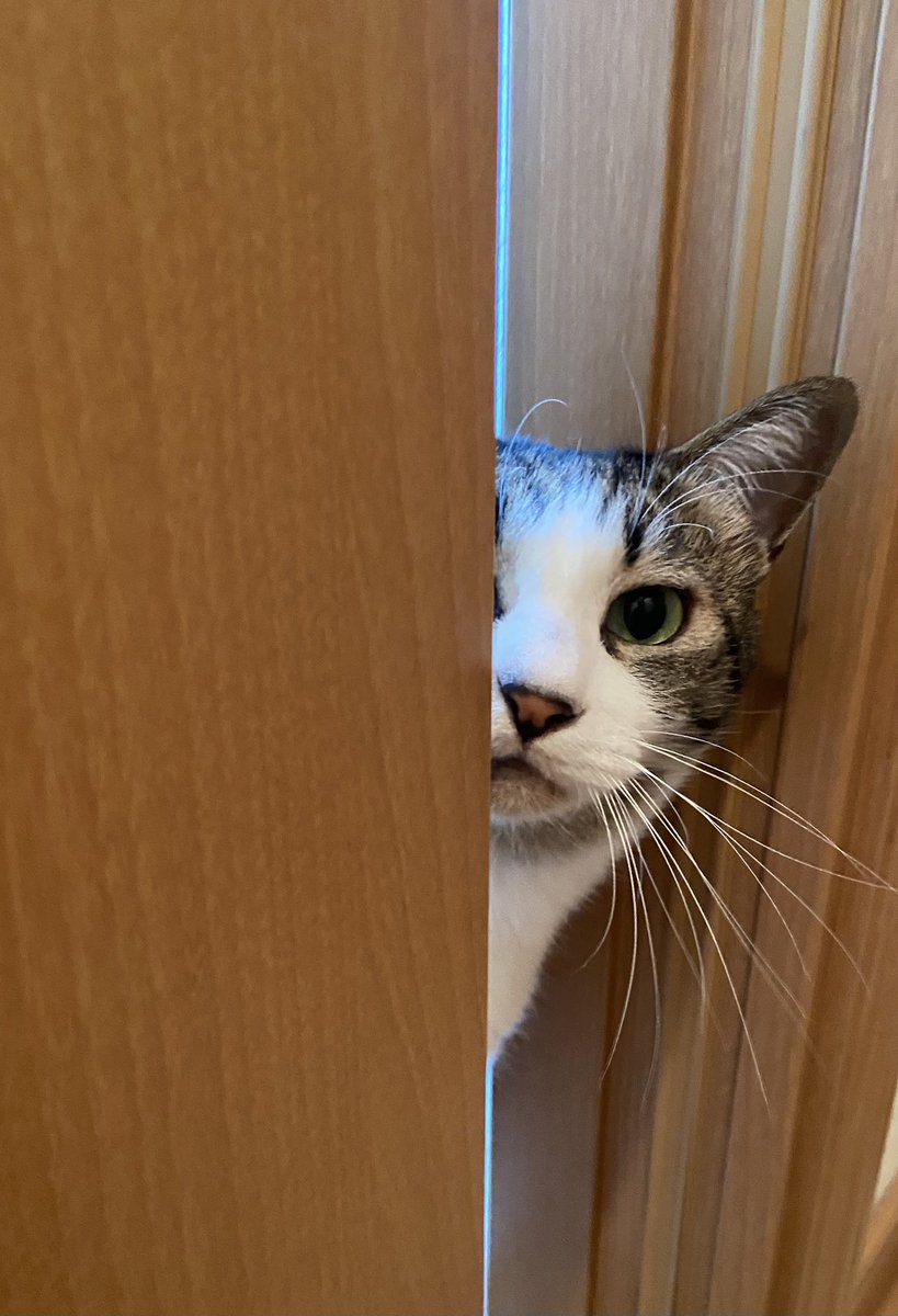半顔で、おはようございます。

#猫のいる暮らし
