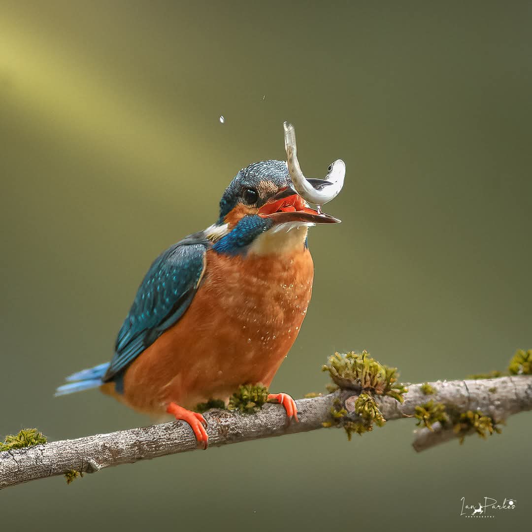 Ian Parkes (@bigkiddaddy1) on Twitter photo Catch of the Day .
#wildlifephotography #NatureLovers #Staffordshire <a href="/StaffsWildlife/">StaffsWildlife 🦔🍄🦇</a> Catch of the Day .
#wildlifephotography #NatureLovers #Staffordshire <a href="/StaffsWildlife/">StaffsWildlife 🦔🍄🦇</a>