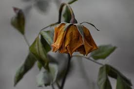 GustavoAdolf_'s tweet photo. "Él se enamoró de sus flores, y no de sus raices, y en otoño no supo que hacer."

Antoine De Saint-Exupéry https://t.co/Atgy2DZ966