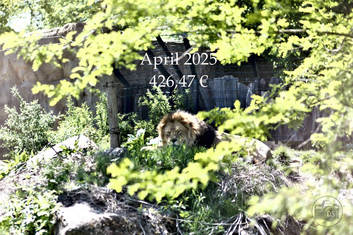 MrFF2019's tweet photo. While the lion lounges, the dividends work 🦁💰 #AprilDividends #PassiveIncome https://t.co/C2IgbOeRqG