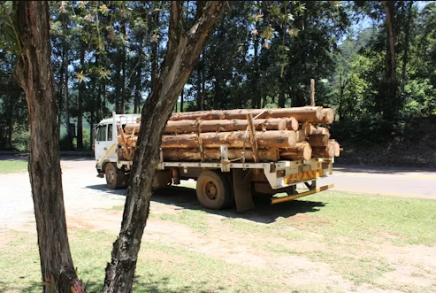 CanadianBPB's tweet image. CP Excavating  | Serving Erin, ON with expert land clearing, tree removal, demolition &amp;amp; more! Reliable, professional, and always offering free estimates.  #Excavation #TreeService #ErinOntario #LandClearing