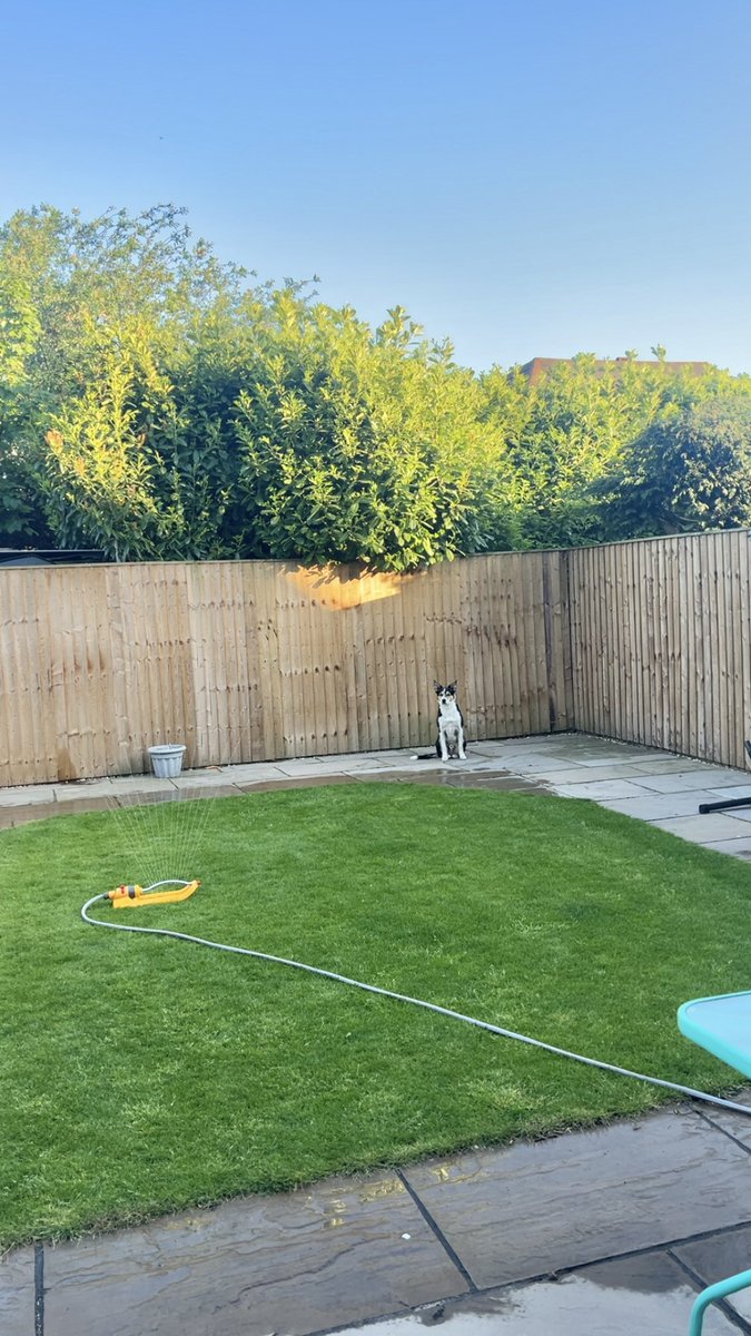 I was sunbathing. Mum’s decided to water my sunbathing spot. So I shall just sit here in anger until she terminates this ridiculous behaviour.
