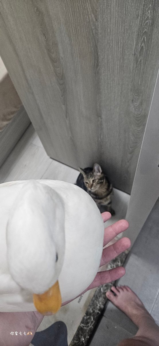 很久沒給各位看我的白色大饅頭了。
請放心，鴨沒變成貓飼料，也沒被主人煮來吃😌