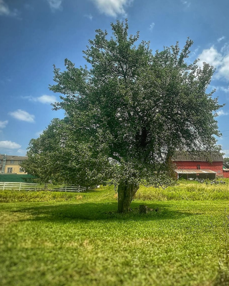 EquestrianPA's tweet image. Summer vacation in the countryside looks a little like this.... Some peaceful settings... Friendly trees... Wild blueberry bushes waiting to ripen in July.
#CountryLife #GreenAcres #CountryVacation #PeaceAndQuiet #TuesdayTravel
zurl.co/MVqCf