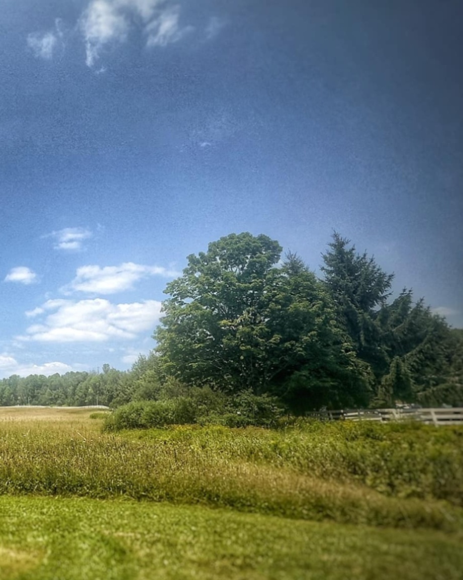 EquestrianPA's tweet image. Summer vacation in the countryside looks a little like this.... Some peaceful settings... Friendly trees... Wild blueberry bushes waiting to ripen in July.
#CountryLife #GreenAcres #CountryVacation #PeaceAndQuiet #TuesdayTravel
zurl.co/MVqCf