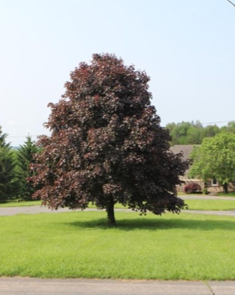 EquestrianPA's tweet image. Summer vacation in the countryside looks a little like this.... Some peaceful settings... Friendly trees... Wild blueberry bushes waiting to ripen in July.
#CountryLife #GreenAcres #CountryVacation #PeaceAndQuiet #TuesdayTravel
zurl.co/MVqCf