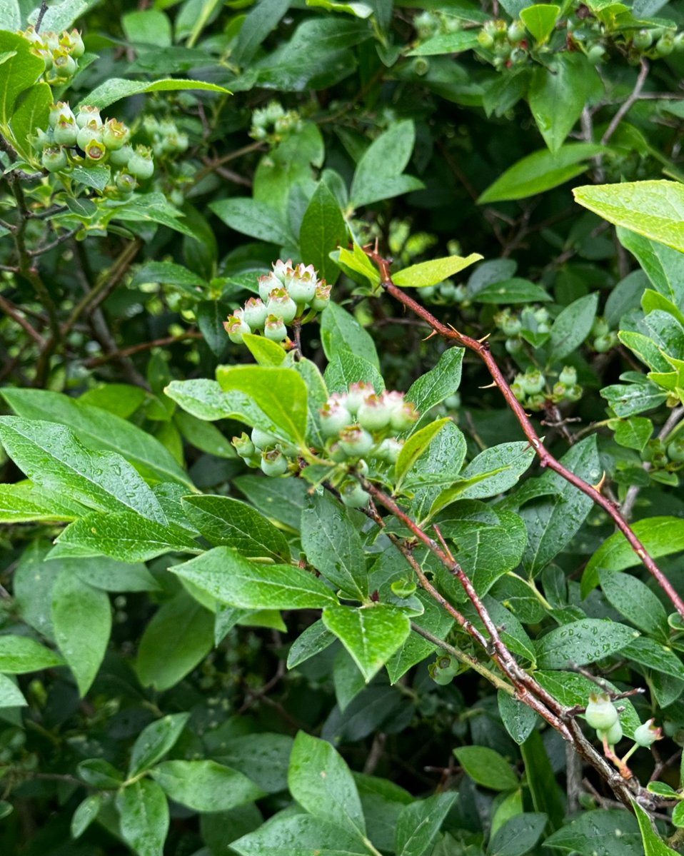 EquestrianPA's tweet image. Summer vacation in the countryside looks a little like this.... Some peaceful settings... Friendly trees... Wild blueberry bushes waiting to ripen in July.
#CountryLife #GreenAcres #CountryVacation #PeaceAndQuiet #TuesdayTravel
zurl.co/MVqCf