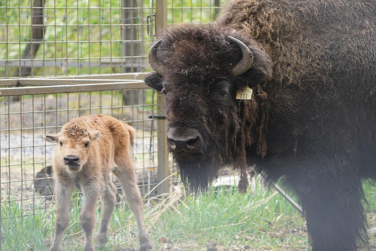 calgaryzoo's tweet photo. Have you herd? 🦬 We’re thrilled to share that yesterday a wood bison calf was born to mom, ‘Taiga’!

The little one is still getting steady on its feet but can already be seen in the Wild Canada habitat with mom and pasture mate, ‘Keewatin’. 💕

#YourZooYYC #BouncingBabyBison https://t.co/dIRscuoIaQ