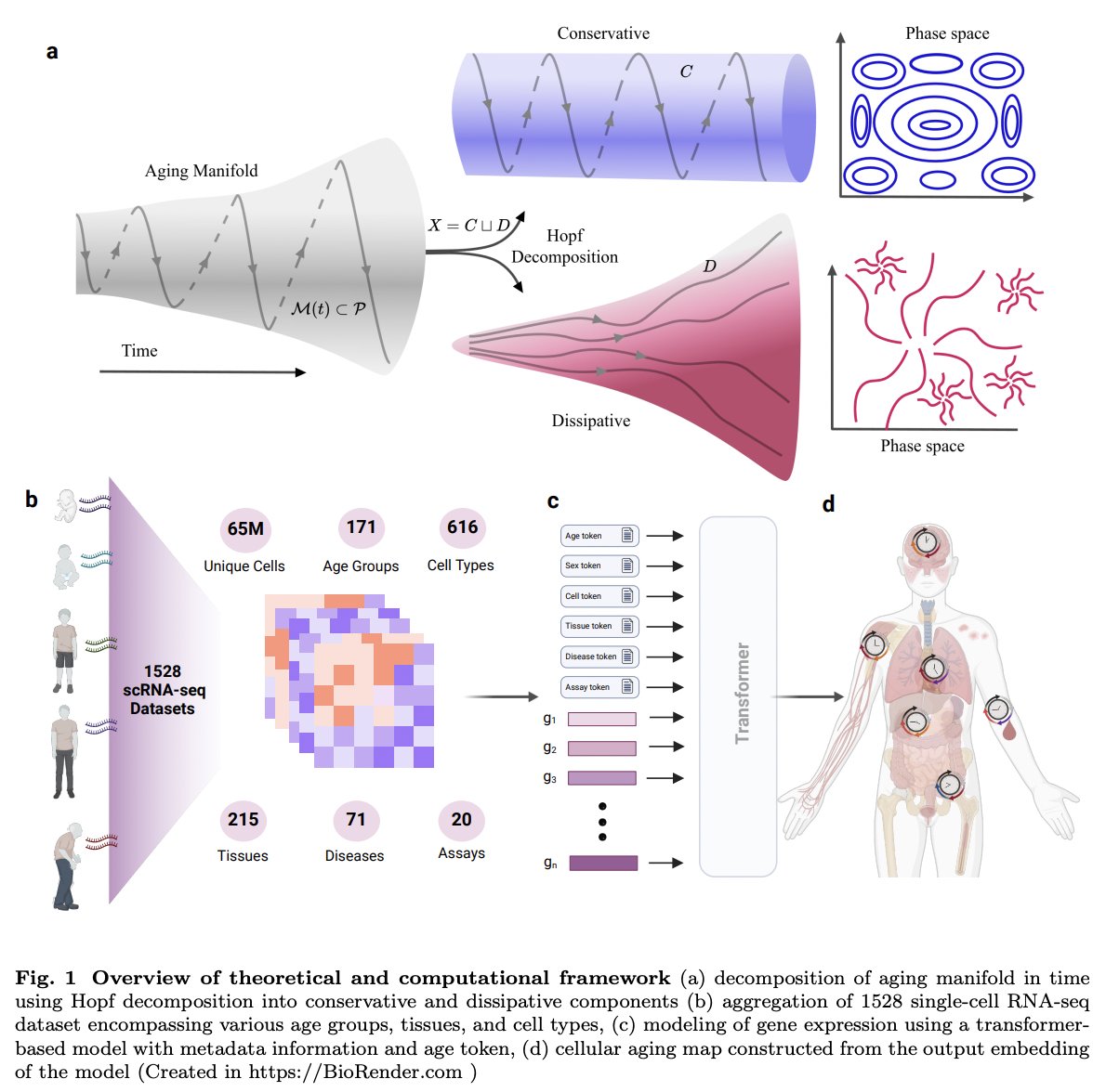 MIT Jameel Clinic for AI & Health (@aihealthmit) on Twitter photo What happens to our bodies as we age?⏳<a href="/FarhanKhodaee/">Farhan Khodaee</a>, <a href="/roholazandie/">Rohola Zandie</a>, Yufan Xia, and #JameelClinic PI Elazer Edelman propose a multimodal machine learning model that produces a detailed map providing insights into the mystery of aging. arxiv.org/pdf/2504.13044 What happens to our bodies as we age?⏳<a href="/FarhanKhodaee/">Farhan Khodaee</a>, <a href="/roholazandie/">Rohola Zandie</a>, Yufan Xia, and #JameelClinic PI Elazer Edelman propose a multimodal machine learning model that produces a detailed map providing insights into the mystery of aging. arxiv.org/pdf/2504.13044