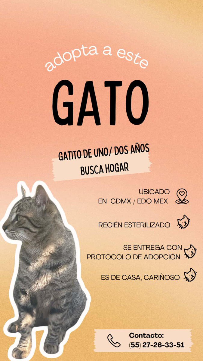 Michis en Adopción MX 🇲🇽 tweet media