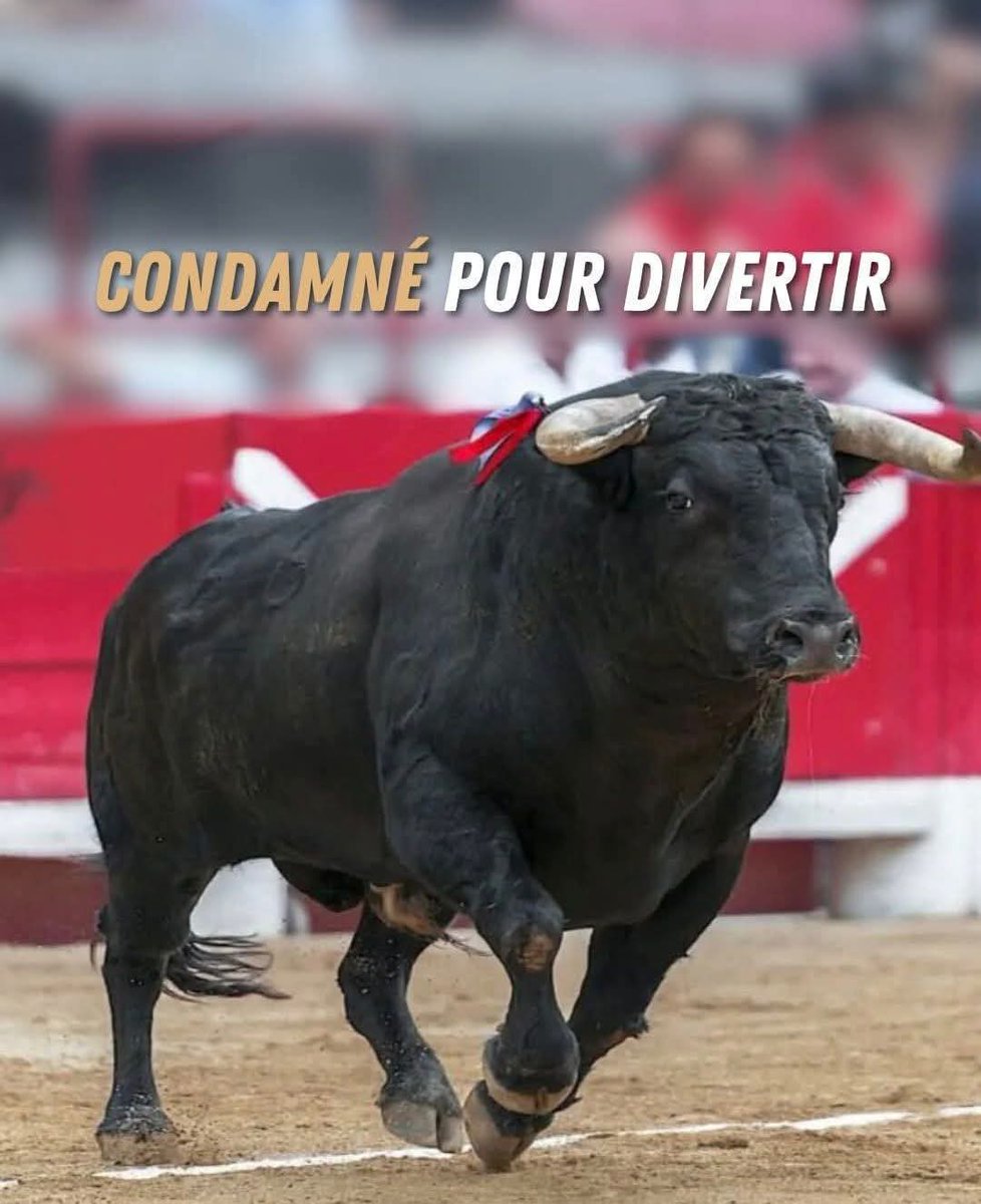 La corrida  : une BARBARIE PRÉMÉDITÉE à  reléguer au passé !
Nettoyons le sud de cette cruauté !
#stopcorrida