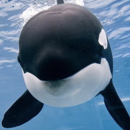 MythicTalent's tweet image. ` omg haha that                                  ` 𝐈  𝐬𝐚𝐢𝐝 𝐬𝐭𝐨𝐩. ` 
  tickles stop!`