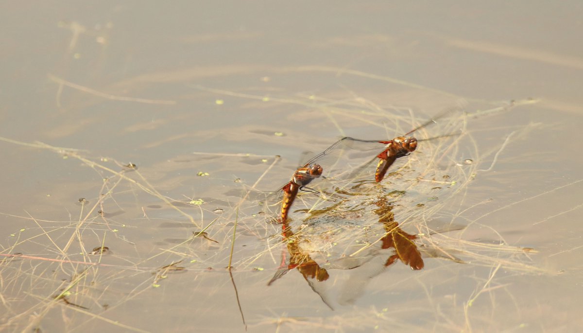 Synchroon eitjes afzetten.
#Platbuik