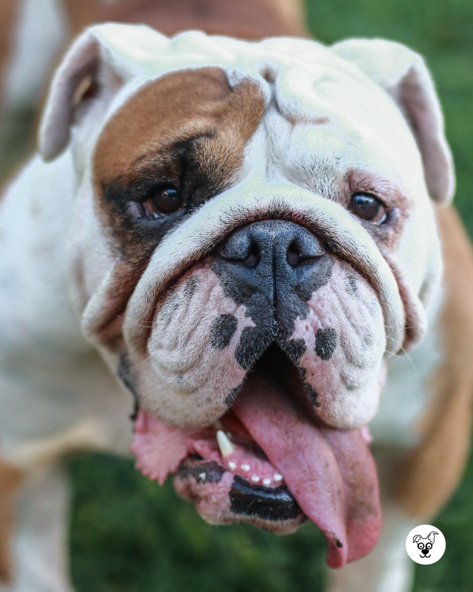 thesopawsome's tweet photo. Rolls for days! And every roll is filled with love. ❤️
#BulldogRolls #RollWithIt #BulldogLove #SquishFace #BulldogsofInstagram https://t.co/WnBuXfwT5J