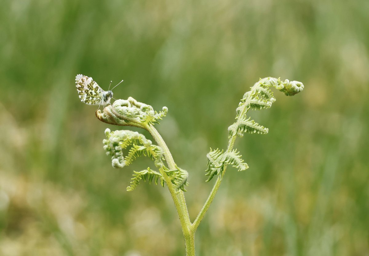 Fantastic day with <a href="/SkyeBirdsBob/">Bob McMillan</a> in Glen Carron on Sunday. Being relatively new to butterflies this was my first Green Hairstreak and what a beautiful little butterfly. Also good numbers of Four-spotted Chasers, Green-Veined Whites and Orange Tip butterflies.