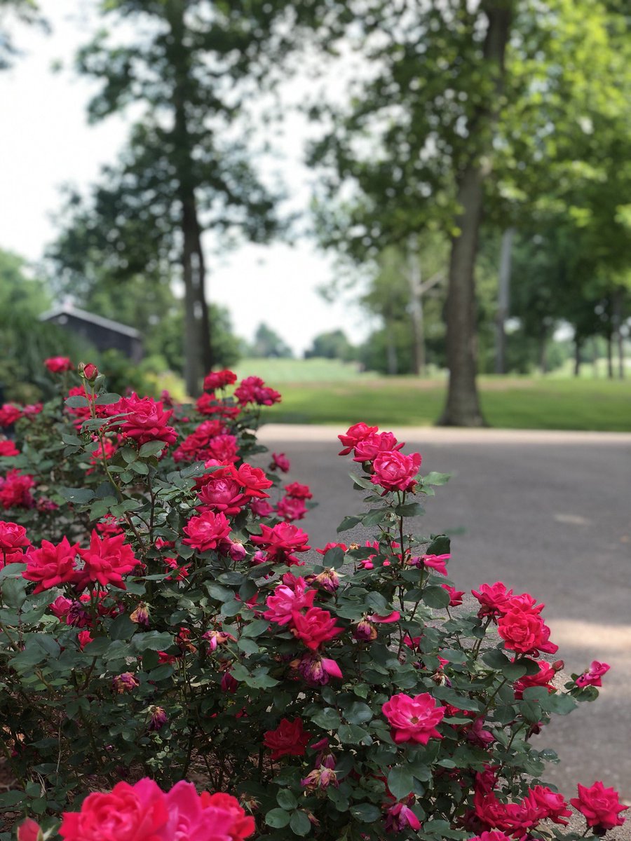 🌹 May!  🌺  What a great time of the year!  ⛳️  Book your tee times early!  You can reserve tee times 7 days in advance!  Visit kpcountrycreek.com or call 270-586-9373 ext. 4!  

#PlayGolfAtKPCC
#WeHaveFunAtTheCreek