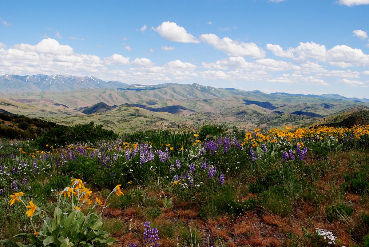 US Department of the Interior (@interior) on Twitter photo Sunflower Flats is a scenic high-desert area located within the <a href="/BLMNational/">Bureau of Land Management - National</a>’s Elko District in northeastern Nevada. Known for its expansive meadows and vibrant wildflower displays, it offers a rich blend of ecological beauty and recreational opportunities.
Photo by Shanell Owen Sunflower Flats is a scenic high-desert area located within the <a href="/BLMNational/">Bureau of Land Management - National</a>’s Elko District in northeastern Nevada. Known for its expansive meadows and vibrant wildflower displays, it offers a rich blend of ecological beauty and recreational opportunities.
Photo by Shanell Owen