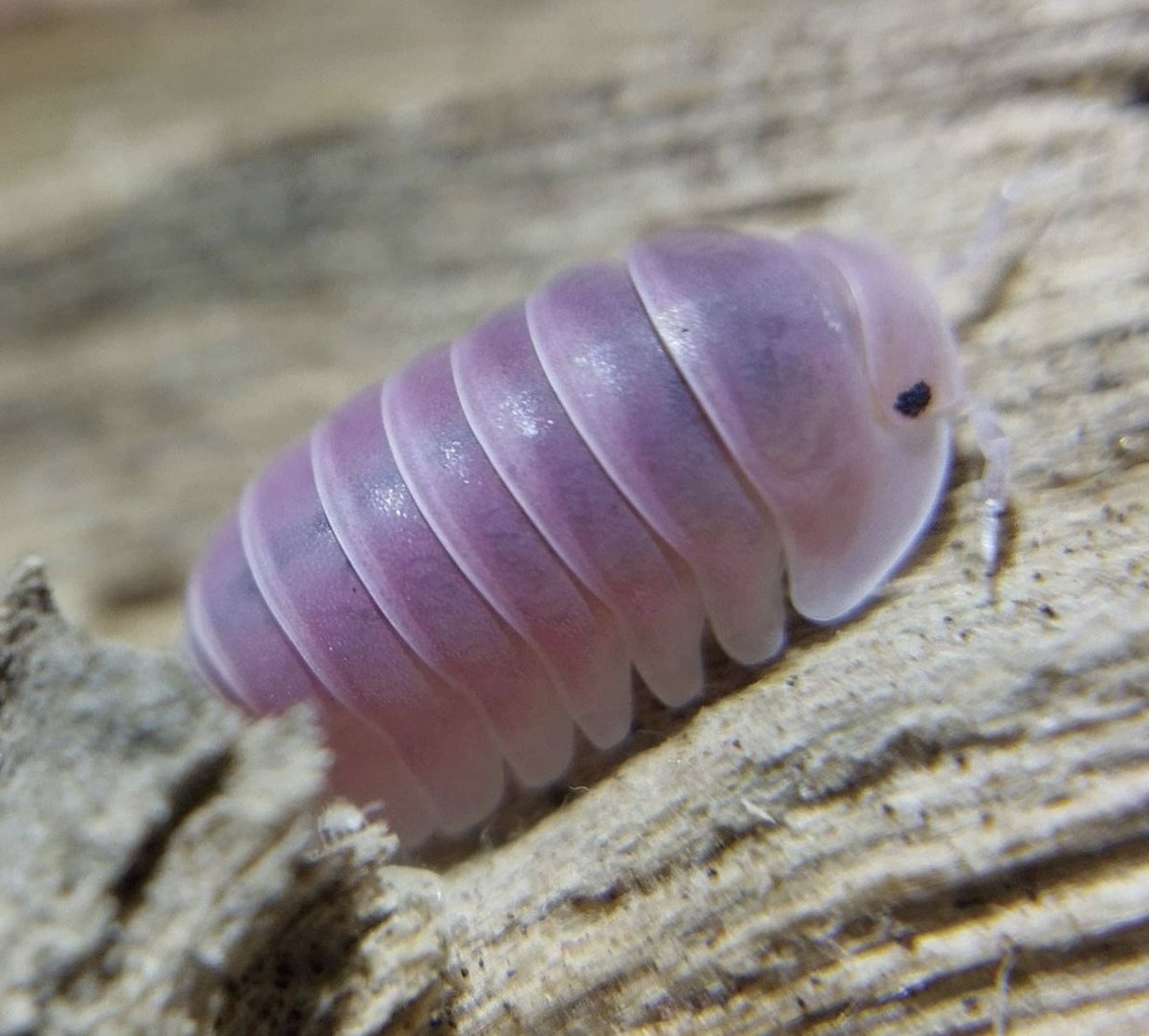 faewings's tweet image. isopods :3