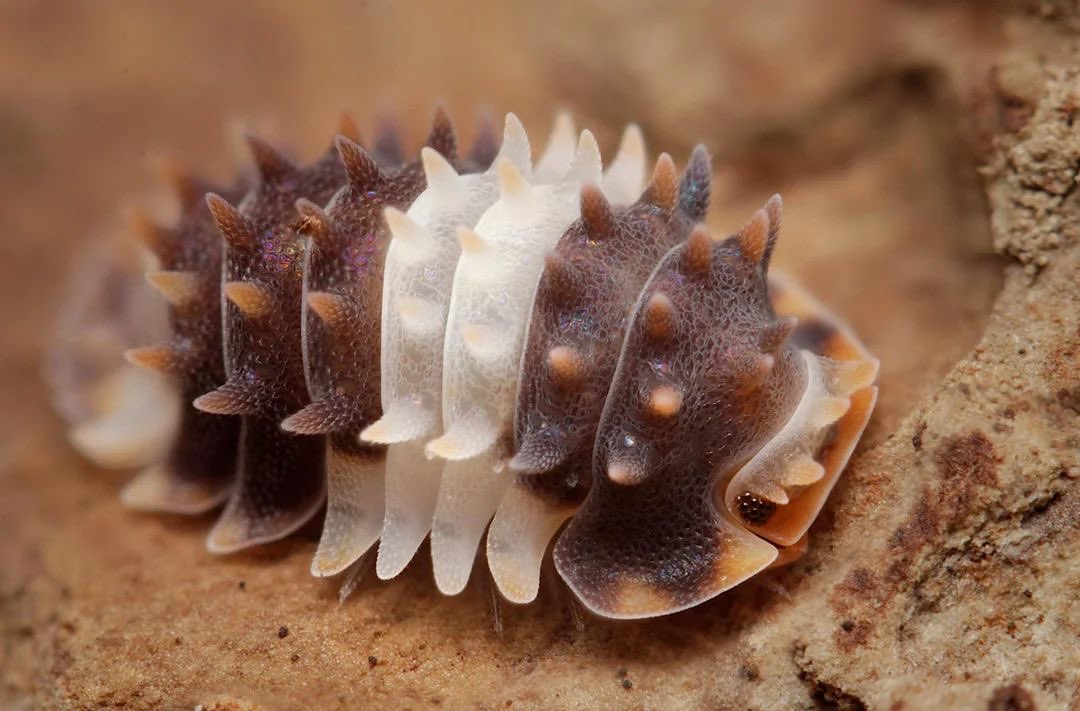 faewings's tweet image. isopods :3