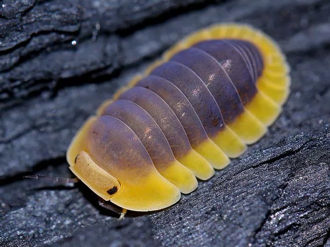 faewings's tweet image. isopods :3