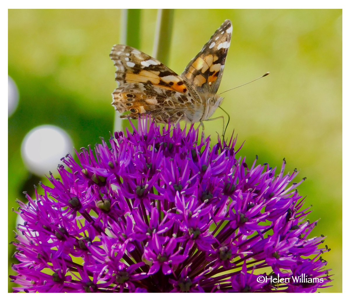 helwlms's tweet photo. First Painted Lady of the year for me! Loving my Alliums 🥰 Beautiful 💕@ThePhotoHour @DerekTheWeather @savebutterflies @Britnatureguide @NatureUK @BBCSpringwatch @ItsYourWales @GWandShows @S4Ctywydd @Sue_Charles @bbcweather @itvweather https://t.co/jWzt7NkPbY
