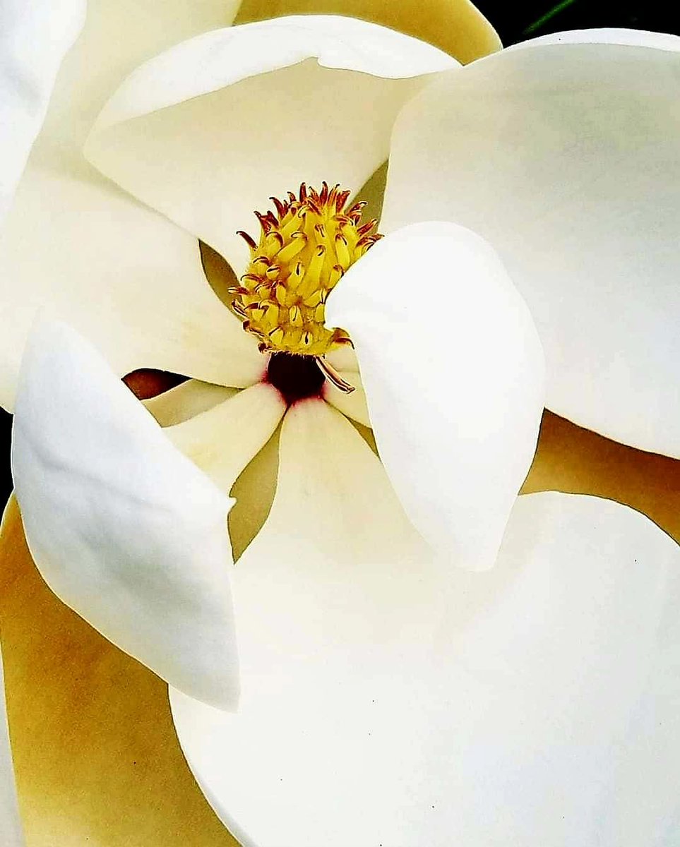 "Purify me with hyssop, and I shall be clean; Wash me, and I shall be whiter than snow." Psalm 51:7 #cleansed #purified