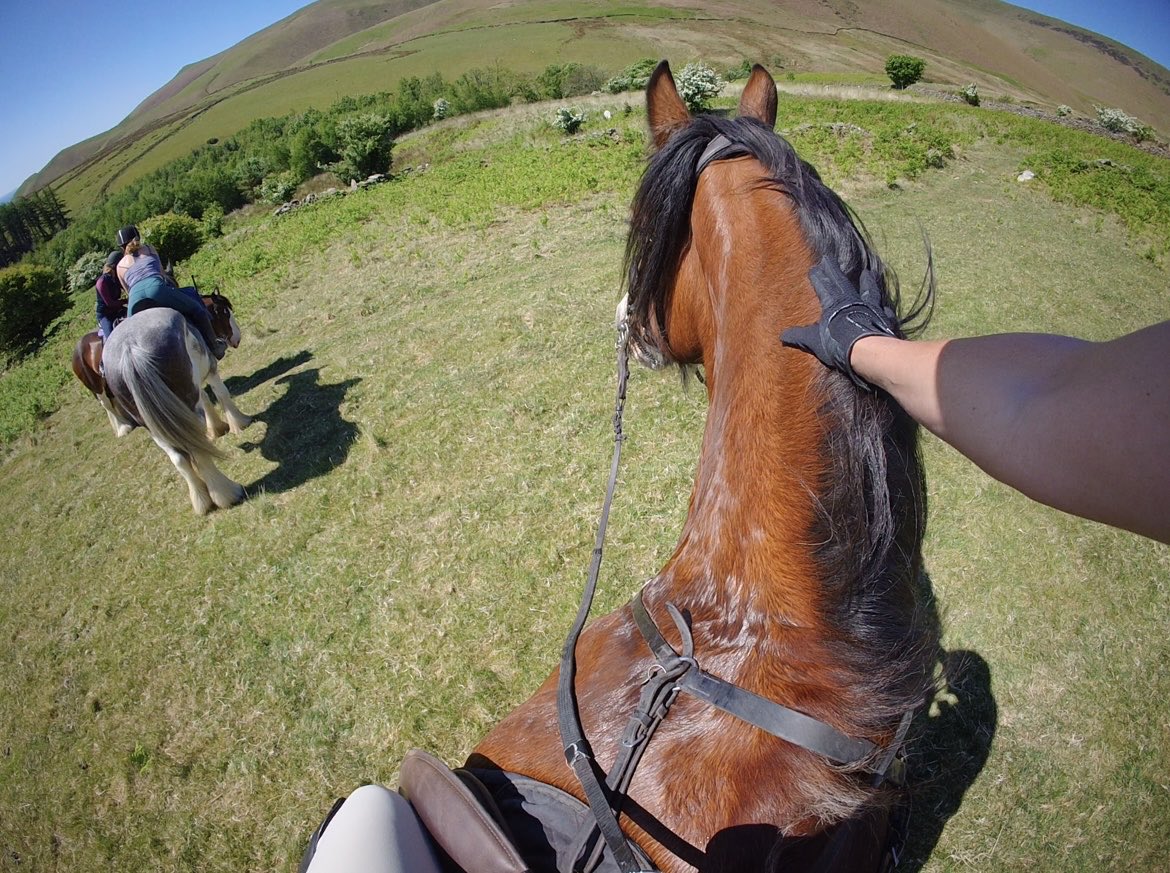 Between the ears of Linton ❤️ - beautiful day for it.  He had just had some nice cool water poured over his neck to keep him cool 🙏🏻 #lakedistrict