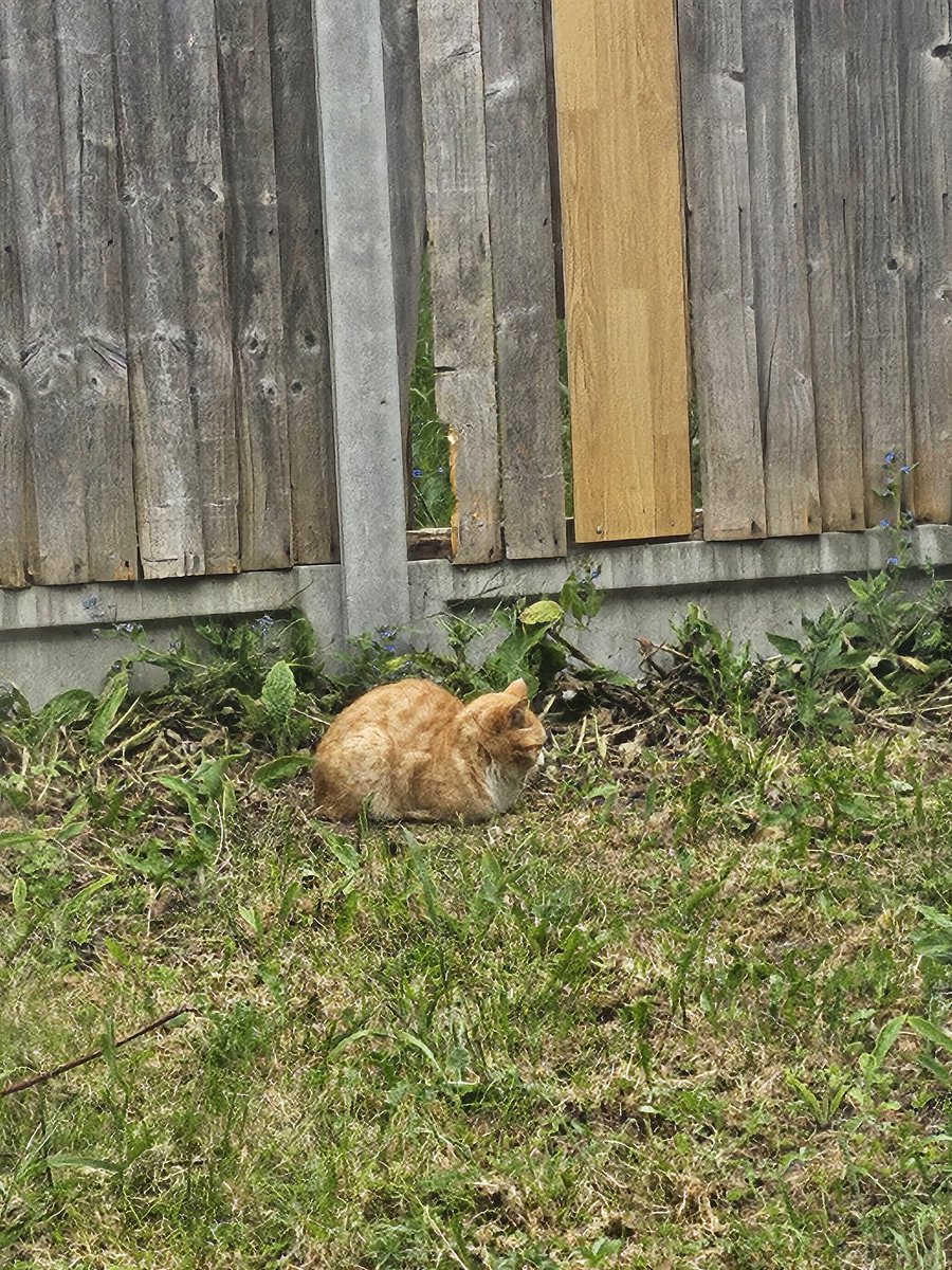 itz_arya_xx's tweet photo. he became a real loaf chat 🍞 https://t.co/6usiIwPtsY