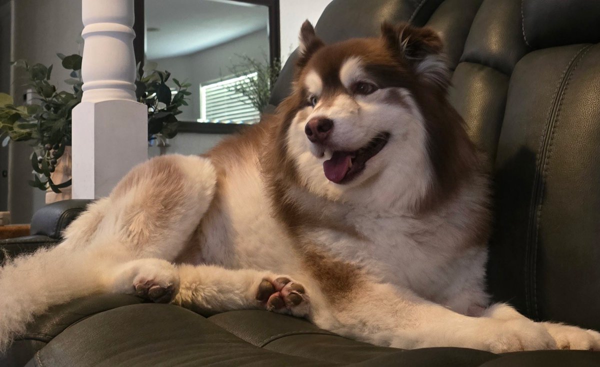 This boy has been bad sick but is on the mend now, his immune system turned on him and he allmost crossed the rainbow bridge but some good vets and several thousand and he is doing much better six months of meds and we will see if he is cured.