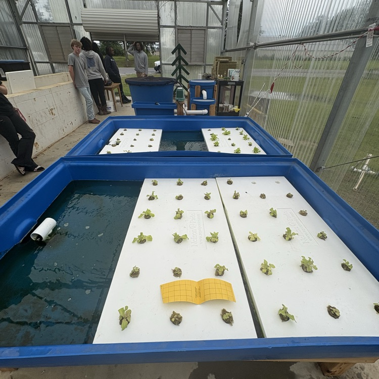 Lettuce is coming along nicely in the Aquaponics system in the greenhouse!