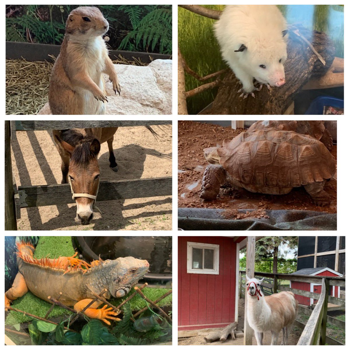 We had the best day at Randall Oaks Farm! 🐴🐐🐖🐓🐷 #BulldogBest🐾