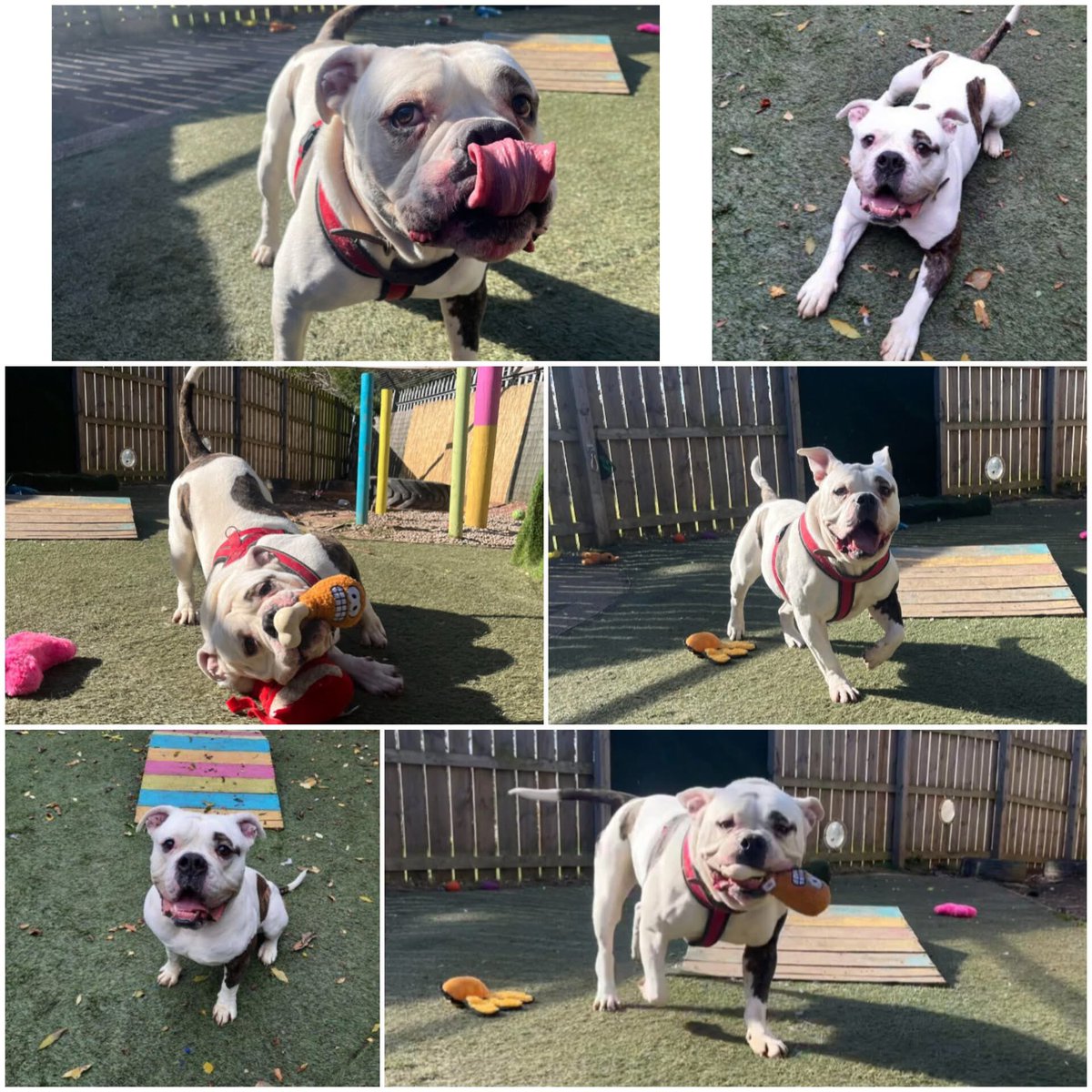 karen73984451's tweet photo. #rehomehour #Tongueouttiesday
Plz RT and help super duper handsome boy #Furt find a loving home #TeamZay @ScottishSPCA https://t.co/vW8GcX6oxT