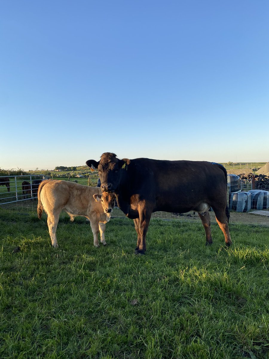 StephenFrend's tweet photo. A smasher from a first calver and by @bova_ai Deerpark Nevin. #Newforddemo https://t.co/4ztXy4wMsg