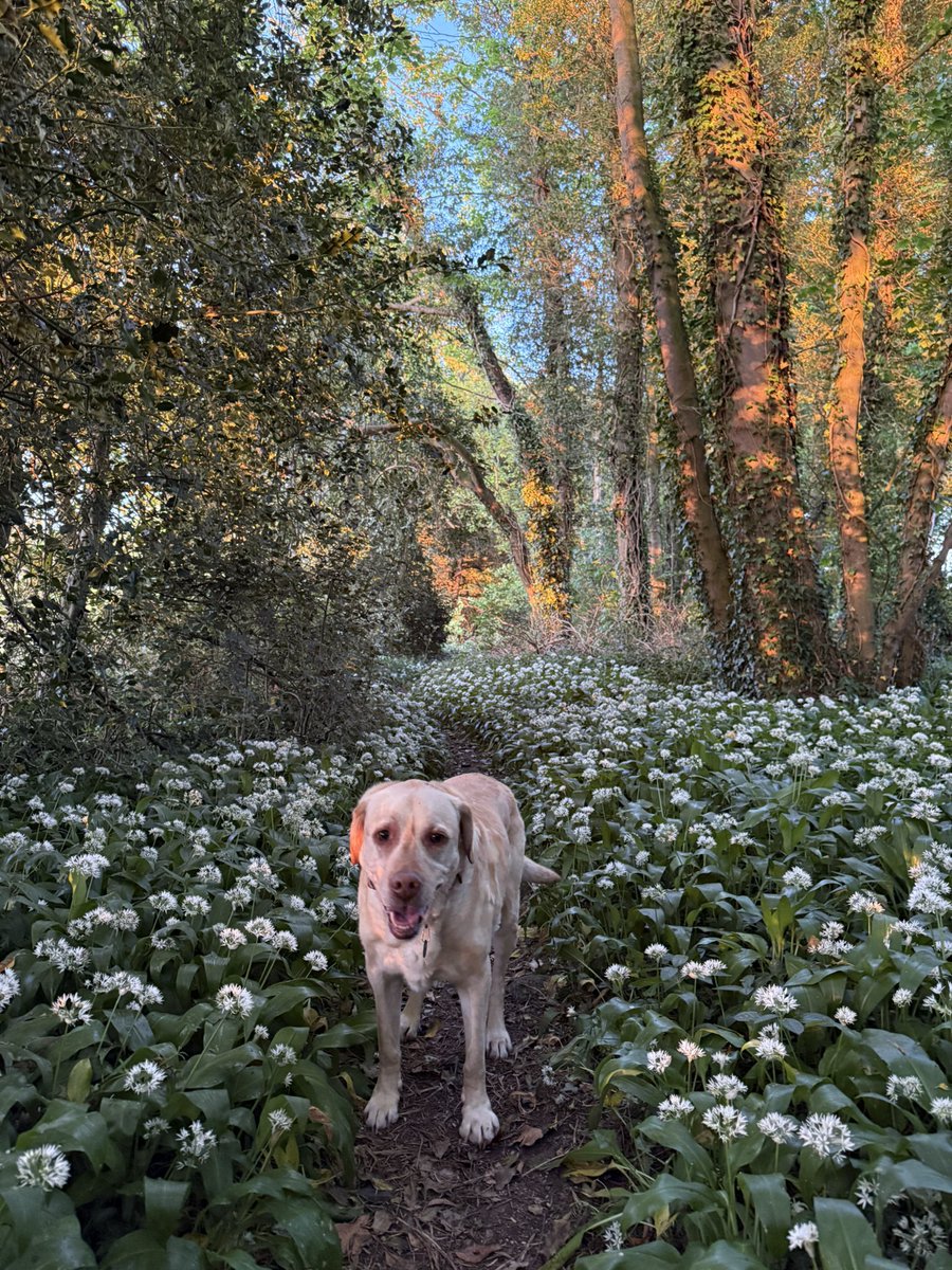 Mike Shaw tweet media