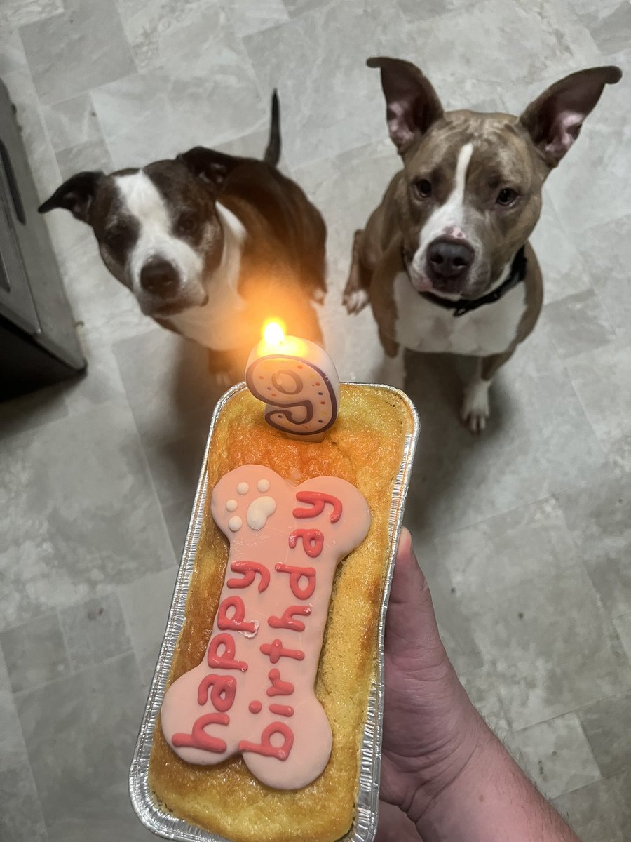 Abby, you are a constant strong rock in the sometimes crazy life we live! Thank you for always being there, sideeye and all! 🐶🐾

Happiest 9th birthday to you  Queen!