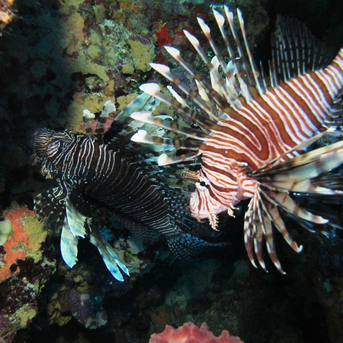 Sanctuary Saturday continue at the @moodygardens Aquarium Pyramid!

Join us this Saturday (5/17) at 1 p.m. to learn more about invasive lionfish in the Gulf and how sanctuary researchers use lionfish dissections to better understand this fish and its impacts on native fish.